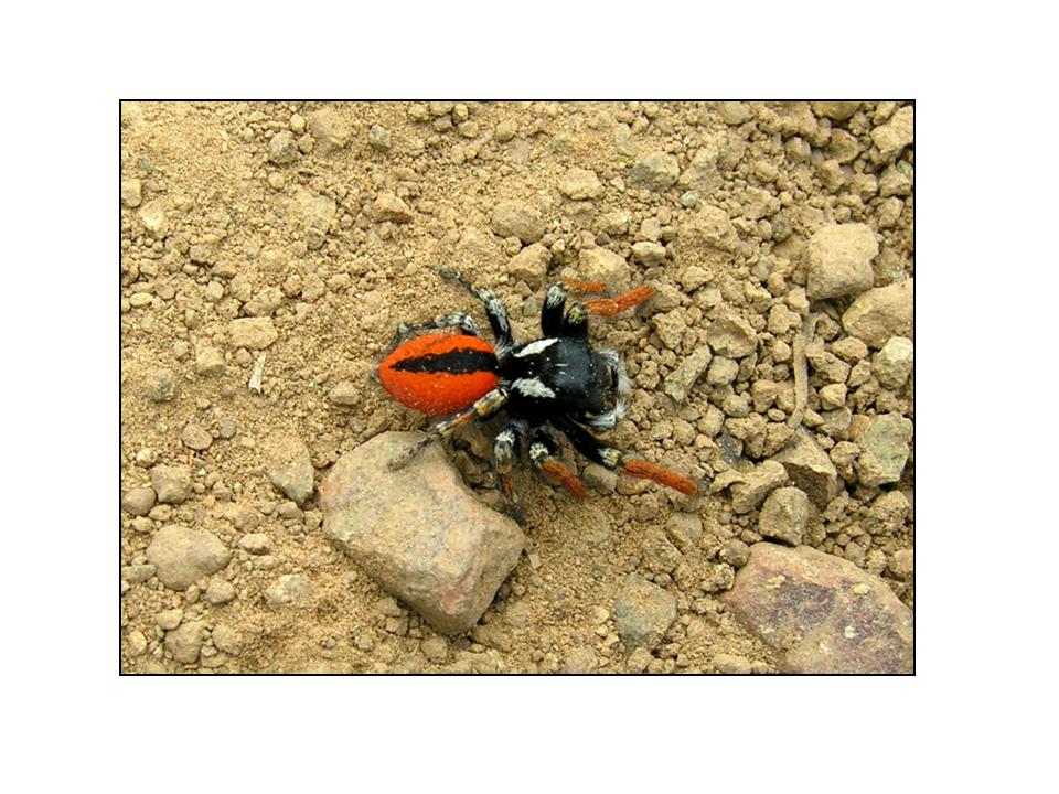 Philaeus chrysops maschio e femmina!?